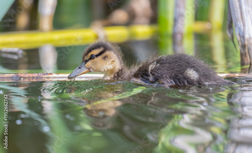 Duckling on a pond close up, uk
