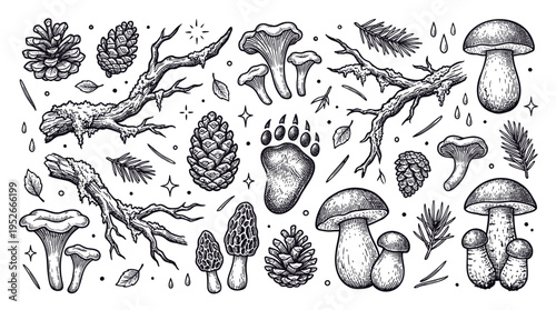 Hand Drawn Vintage Forest Collection with Mushrooms, Pine Cones, Tree Branches, and Bear Paw Print. Engraving Style Botanical Vector Illustration Set.