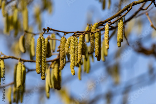 Hazel catkins hang from a branch against a clear blue sky, signaling the arrival of spring