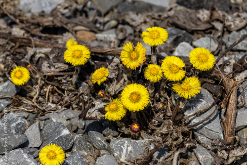Coltsfoot yellow flowers growing in spring amongst grey gravel and dried leaves