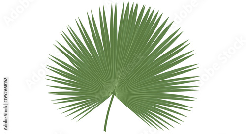 Lush green fan palm leaf isolated on white background as a versatile element for tropical nature or botanical design projects.