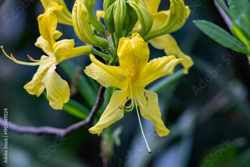Yellow mountain azalea flowers blooming on a bush in rich colorful detail