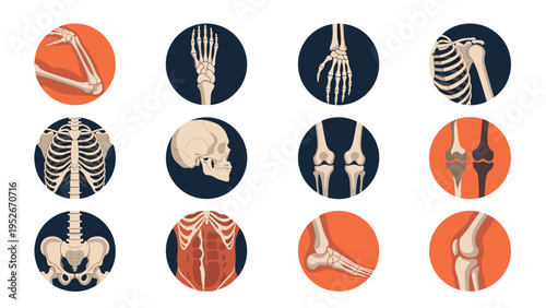 Set of human skeleton icons highlighting specific bone structures including the skull, ribs, pelvis, spine, and joints for medical education.