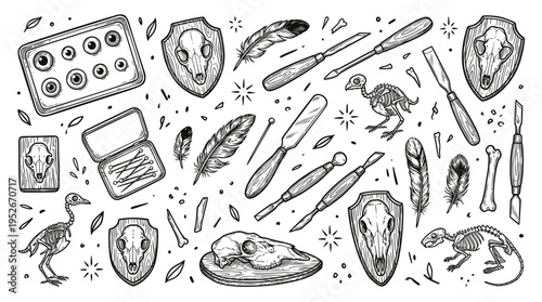 Vintage taxidermy and osteology set. Engraving style collection of animal skulls, bird skeletons, feathers and professional taxidermist tools isolated on white background.