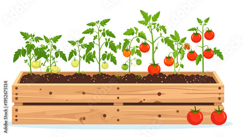 Tomato plant development process from seed to ripe vegetable in wooden crate flat vector illustration isolated on white background for farming industry