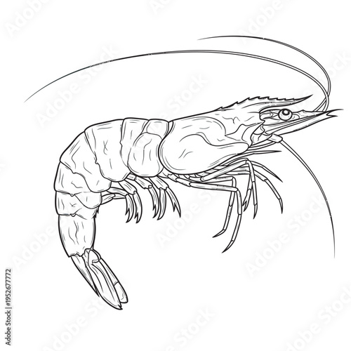 Fresh shrimp vector illustration on white background with claws and shellfish details