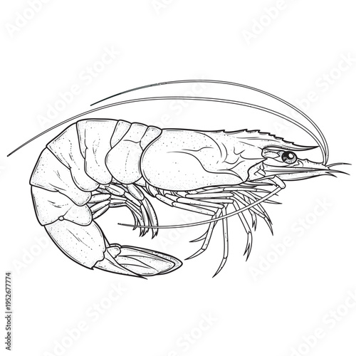 Fresh shrimp isolated on white background seafood closeup