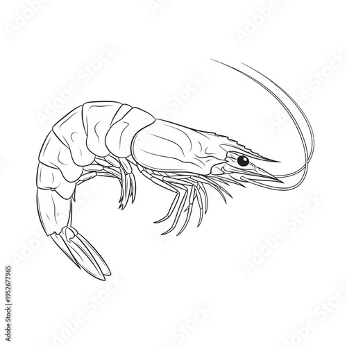 Shrimp vector illustration isolated on white fresh seafood crustacean closeup