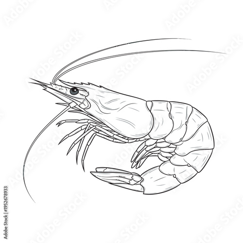 vector illustration of a shrimp