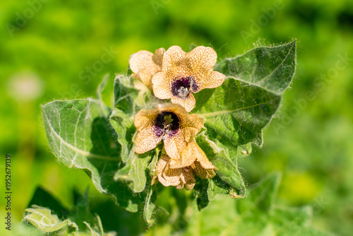 Belladonna medicinal plant with flowers and leaves close-up in sunlight. Atropa Belladonna used as a painkiller therapy. Dangerous toxic herb causes hallucinogenic states and poisoning.