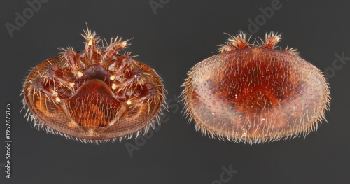 close-up of the Varroa destructor mite. The mite is a parasite that affects honeybees, posing a significant threat to bee colonies. Arachnid viewed from above and below.