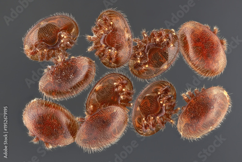 Extreme magnification of Varroa destructor (Varroa mite). External parasitic mite that attacks and feeds on honey bees and is one of the most damaging honey bee pests in the world.