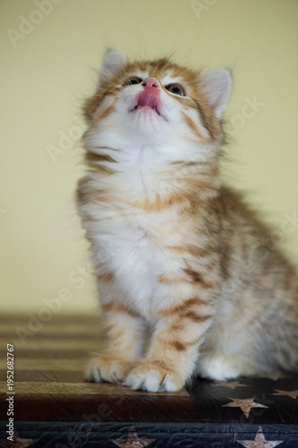 Niedliches Sibirer Kätzchen 