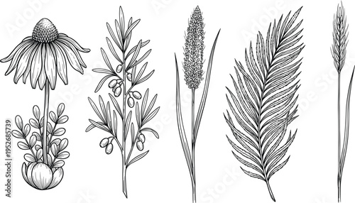 Set of vintage hand drawn botanical illustrations, echinacea flower, berry branch, wheat ear, and fern leaf vector isolated on white background