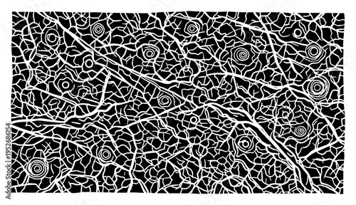 Complex dense network of neural pathways and spiral nodes