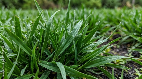 Fresh vibrant green grass blades, covered in tiny sparkling water droplets, suggesting morning dew or recent rain.