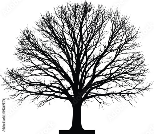 Black Silhouette of Large Bare Tree with Detailed Branches Isolated on White Background for Winter Nature Design Graphic Element and Environment Conservation Concept