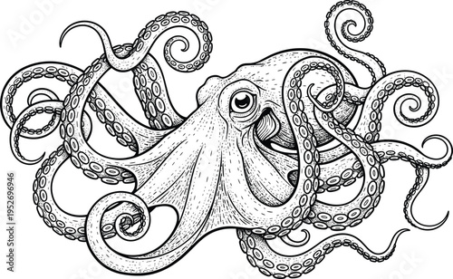Octopus engraving illustration, detailed marine creature design, vintage black and white line art, ocean wildlife, tentacles spread, classic nautical artwork