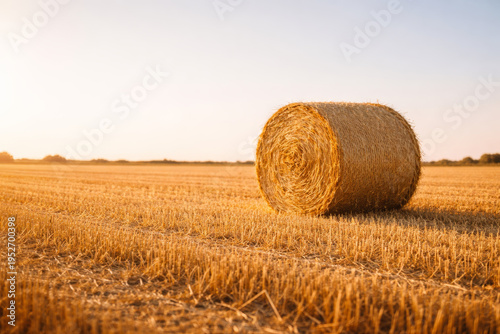 Large straw bale in a golden wheat field at sunset