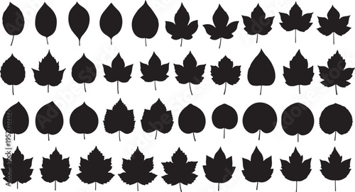 Collection of various black leaf silhouettes on white background