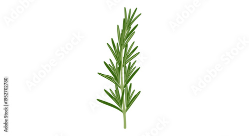 Vector rosemary sprig illustration