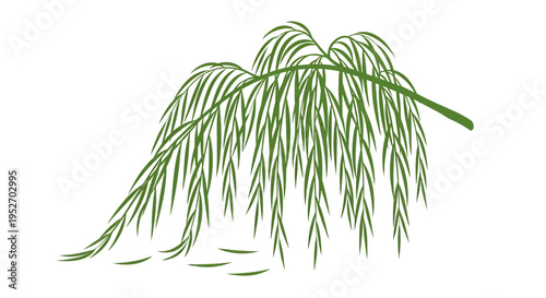 Vector green willow branch illustration