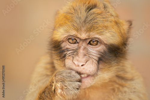 Photos Barbary Macaque (Macaca sylvanus)