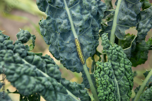 Damaged kale leaves by caterpillar homegrown food insects