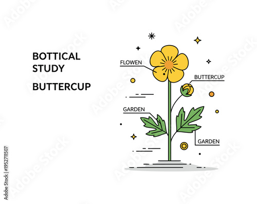 Botanical buttercup study theme depicted by a simple labeled flower illustration with leaf and stem detail, symbolizing plant education and garden reference.