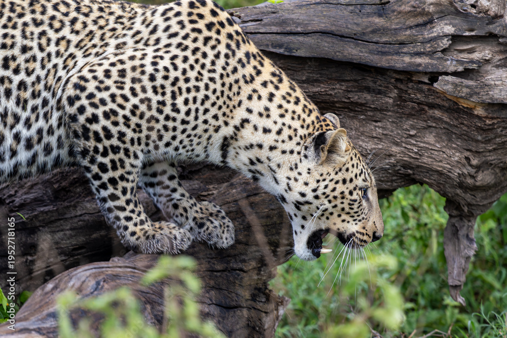 Fototapeta premium Leopard setzt zum Sprung an und faucht