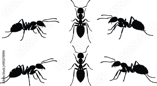 Ant silhouette collection in various positions isolated on white background, insect anatomy, nature wildlife, macro view, crawling behavior, entomology concept, detailed black shapes