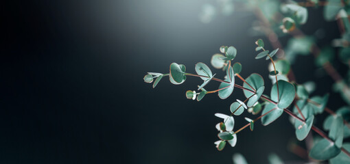 Eucalyptus plant leaves. Fresh Eucalyptus close up, on black background, scented, essential oil. Aromatherapy. Medical plant border design, wide angle banner. 