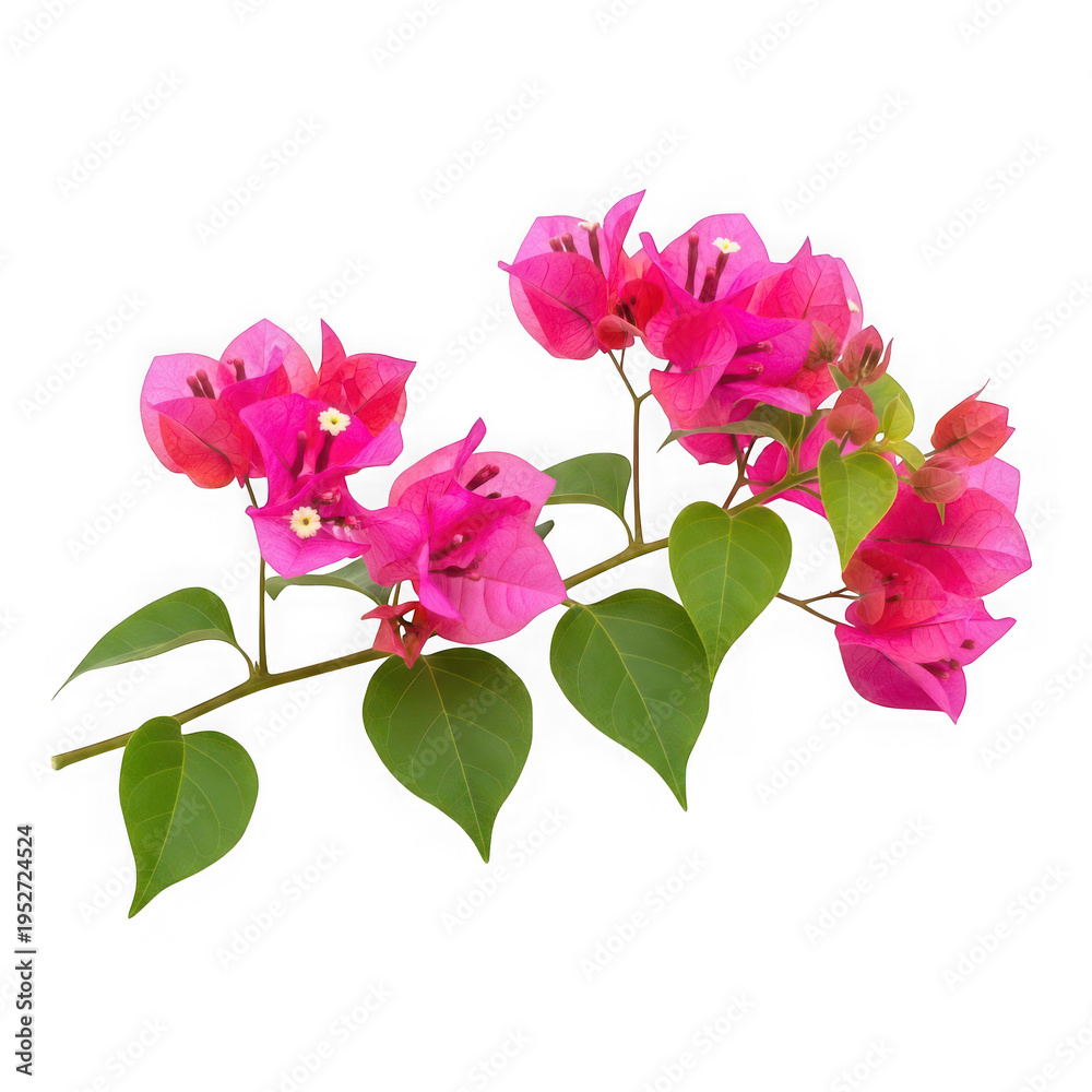 Fototapeta premium Beautiful pink flowers with green leaves on a branch isolated on transparent background