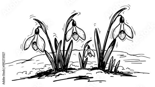 Snowdrop flowers blooming from the ground in hand drawn line art style