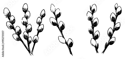 Pussy willow twigs with catkins for spring and Easter decoration in hand drawn sketch style