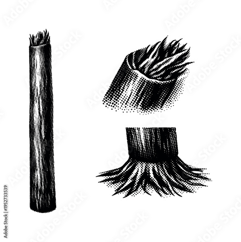 Seaweed stipe A realistic seaweed stipe with cylindrical form and fibrous plant texture, displayed as the same stipe in three different views. Black and white