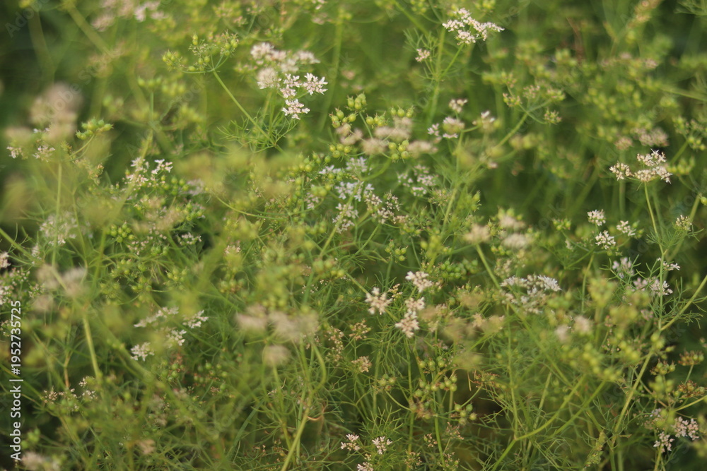 Fototapeta premium green coriander plants blooming with delicate white flowers and developing green seeds in a sunny agricultural field, ideal for culinary and organic themes.