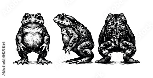 Common toad standing anatomy A realistic common toad shown as a single object in three views: front standing view, side profile view, and rear view, focusing