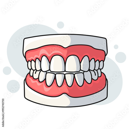 Dental teeth model showing upper and lower jaws on white background. non editable strokes