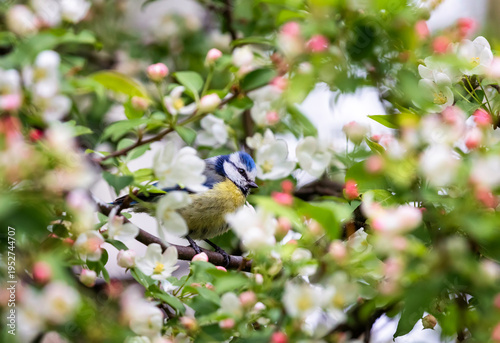 blue tit bird sitting among pink apple tree blossoms in spring garden