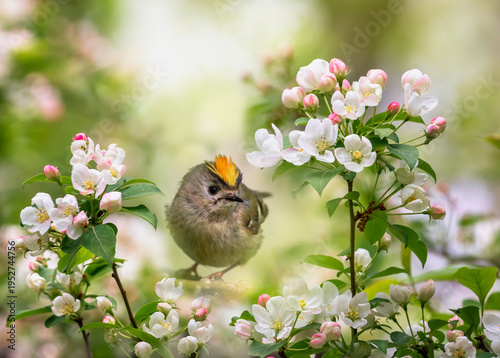 A small goldcrest bird sits among the branches of a blossoming apple tree in ...