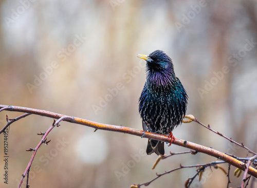 beautiful male bird of colorful starling sits on the branches of birch tree i...