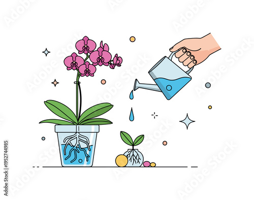 Orchid watering routine hand carefully pouring a small stream of water into a transparent pot with visible roots, emphasizing balanced hydration and precision.