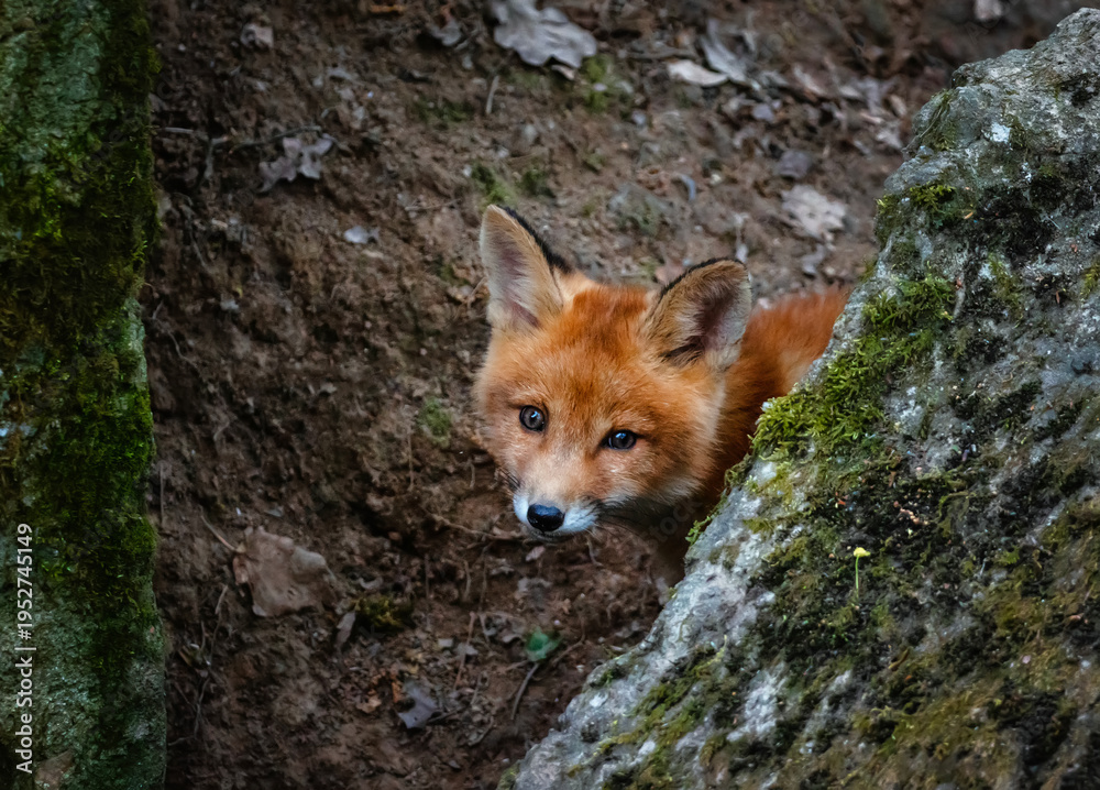 Fototapeta premium cute fox cub peeking curiously from behind a rock