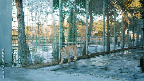 Lynx pacing in a snowy enclosure at a zoo during winter, looking alert