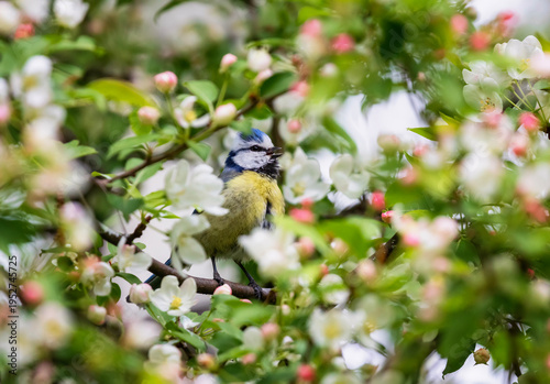 blue tit bird sitting among pink apple tree blossoms in spring garden and sin...