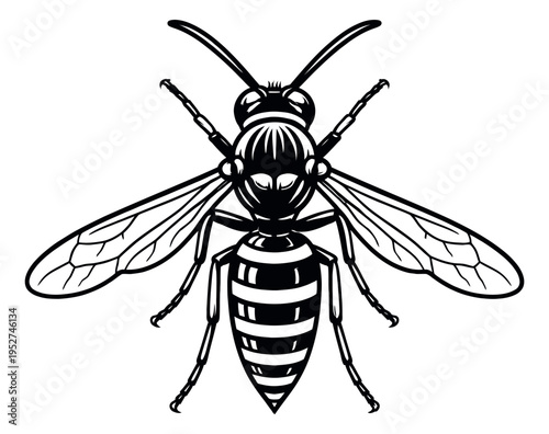 Line art illustration of a wasp depicting its top view for nature and wildlife designs