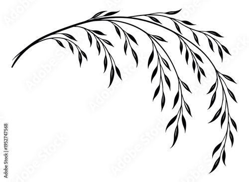 Line art illustration of a weeping willow branch depicting delicate foliage for nature decoration