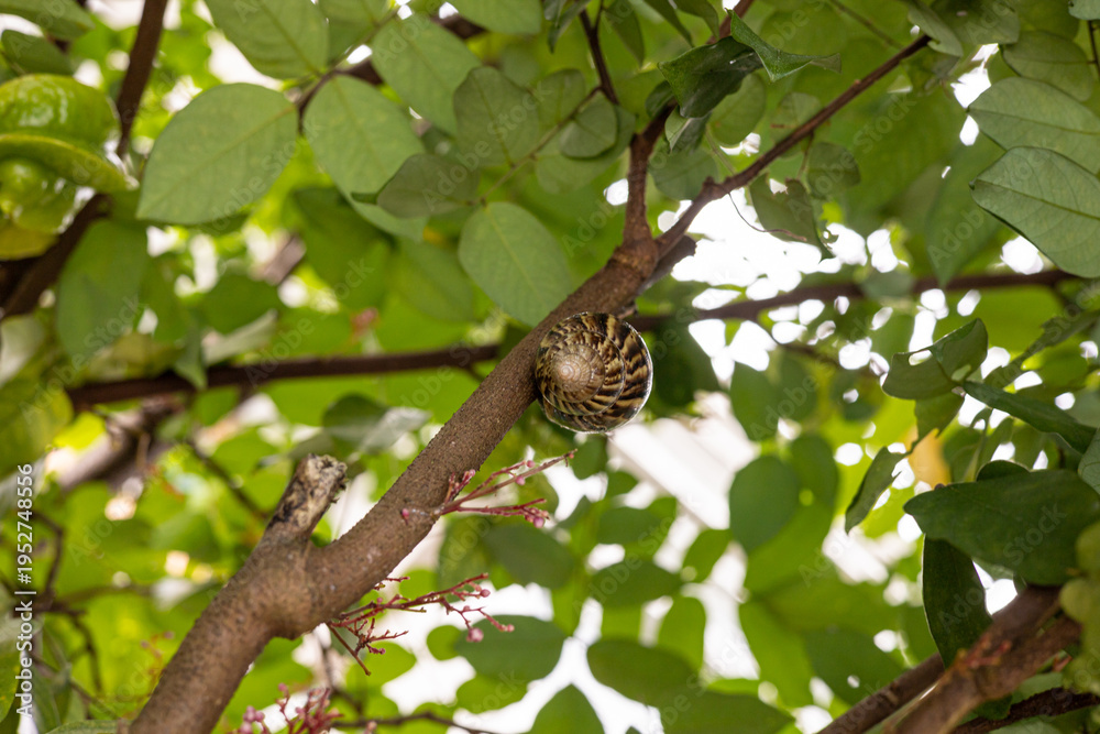 Fototapeta premium Close-Up of a Snail Sheltered on a Tree branch in Verdant Surroundings