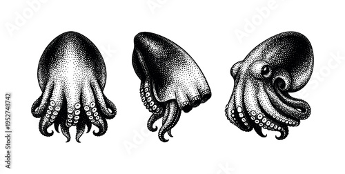 Common octopus mantle, realistic octopus mantle shown from front view, side view, and three-quarter angle with accurate organic proportions. Black and white